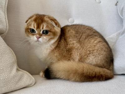 Scottish Fold Golden Male - Scottish Fold - Gallery Photo #1