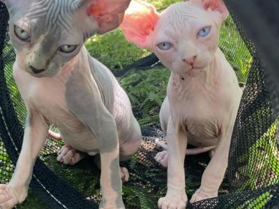 Blueberry - Sphynx - Gallery Photo #1