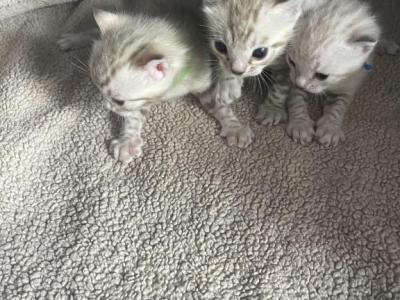 Snow Mink Boys - Bengal - Gallery Photo #1