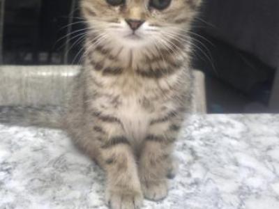 Molly - Scottish Fold - Gallery Photo #1