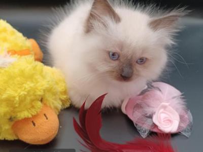 Ragdoll Seal Mitt Girl Light Pink Collar - Ragdoll - Gallery Photo #1