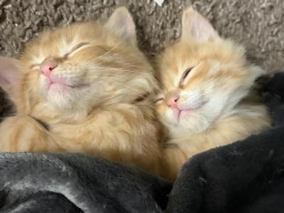 Pumpkins Twins - British Shorthair - Gallery Photo #1
