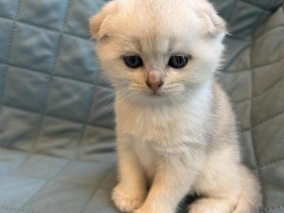 Leo - Scottish Fold - Gallery Photo #1
