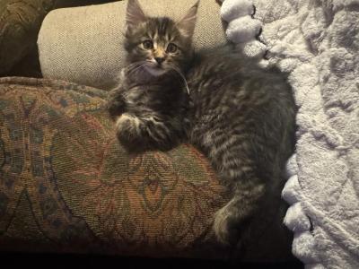 Celestes Maine Coon Babies - Maine Coon - Gallery Photo #1