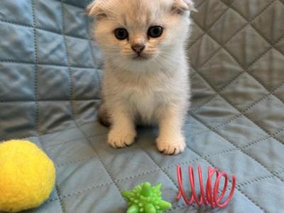 Fill - Scottish Fold - Gallery Photo #1