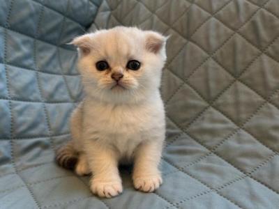 Mack - Scottish Fold - Gallery Photo #1