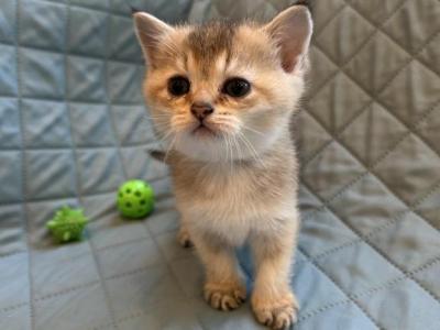 Lulu - Scottish Straight - Gallery Photo #1