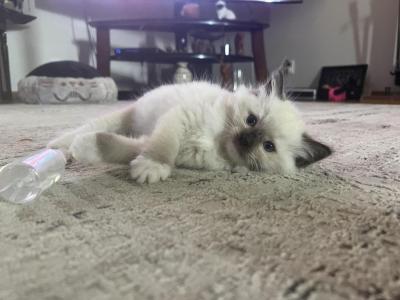 Stephan - Ragdoll - Gallery Photo #1