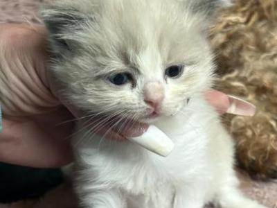 RESERVED Kats Ravishing Ragdolls - Ragdoll - Gallery Photo #1