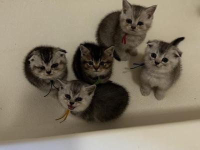 Scottish Fold - Scottish Fold - Gallery Photo #1