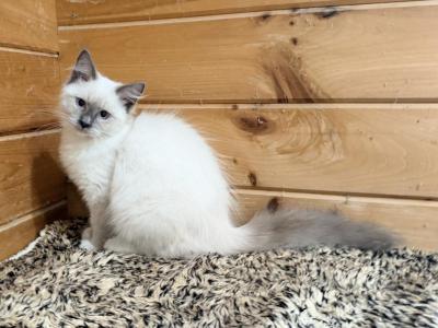 Nelson - Siberian - Gallery Photo #1