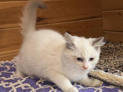 Jenson - Ragdoll - Gallery Photo #1