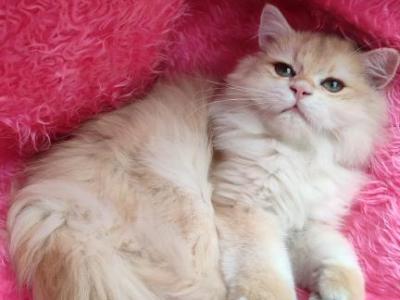 Sirius - British Shorthair - Gallery Photo #1