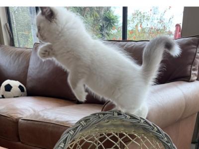 Stellla - Ragdoll - Gallery Photo #1