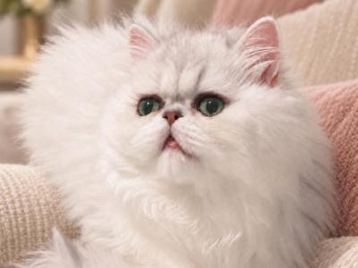 Winter Prince - Persian - Gallery Photo #1