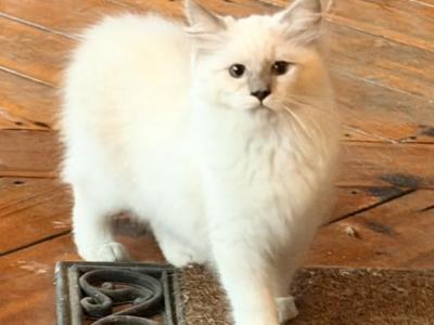 Mandi - Ragdoll - Gallery Photo #1