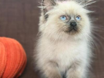 Ragdoll - Ragdoll - Gallery Photo #1