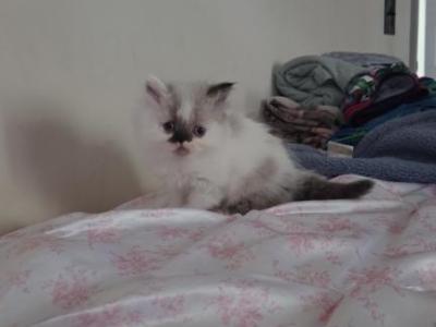 Persian Babies - Persian - Gallery Photo #1