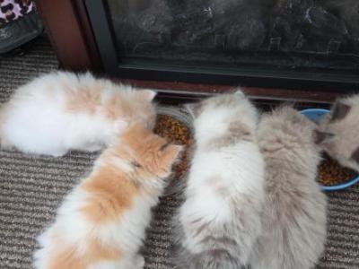 Persian Babies - Persian - Gallery Photo #1