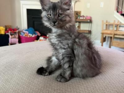 Smoke Grey Polydactyl Female - Maine Coon - Gallery Photo #1