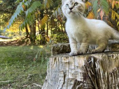 Skye - Siamese - Gallery Photo #1
