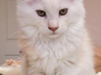 Jinx And Kimba - Maine Coon - Gallery Photo #1