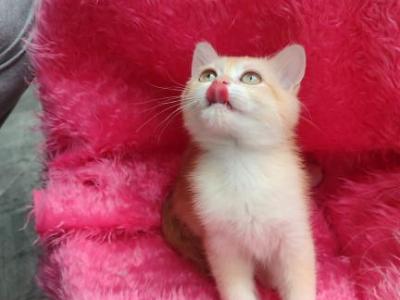 Lyra - British Shorthair - Gallery Photo #1