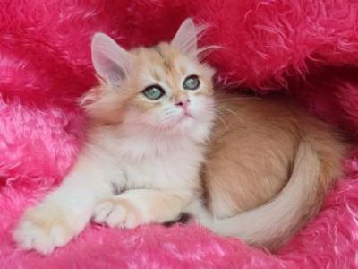 Cosmo - British Shorthair - Gallery Photo #1