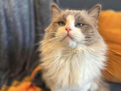 Malone - Ragdoll - Gallery Photo #1