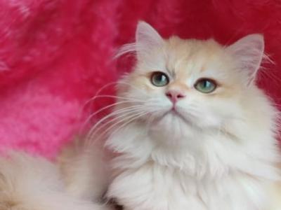 Clara - British Shorthair - Gallery Photo #1