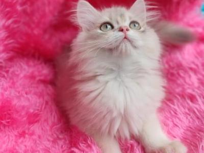 Castor - British Shorthair - Gallery Photo #1