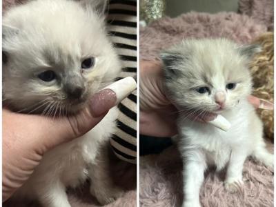 Kats Ravishing Ragdolls 2 Kittens - Ragdoll - Gallery Photo #1