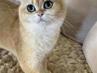 Golden British Shorthair - British Shorthair - Gallery Photo #1