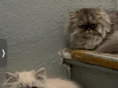 Miso Persian Munchkin - Persian - Gallery Photo #1