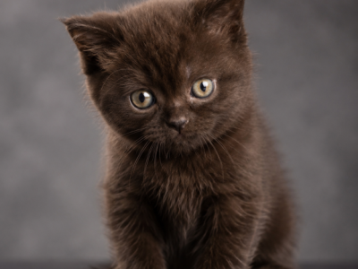 Rocky - Scottish Straight - Gallery Photo #1