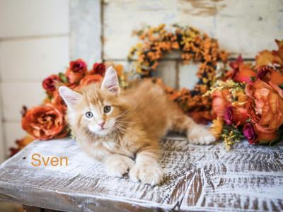 Sven Polydactyl Red Male - Maine Coon - Gallery Photo #1