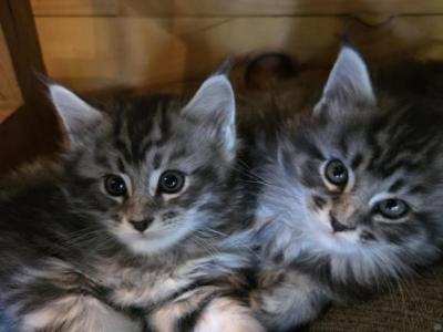Main Coon Kittens With Breeding Rights - Maine Coon - Gallery Photo #1