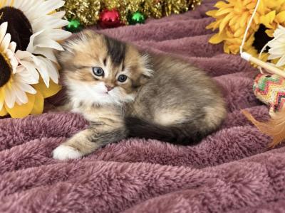 Fluffy Scottish Fold Longhair Boy - Scottish Fold - Gallery Photo #1