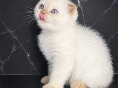 Vanilla - Scottish Fold - Gallery Photo #1