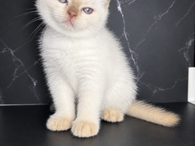 Cookie - Scottish Fold - Gallery Photo #1