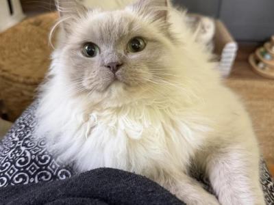 Pancake - Ragdoll - Gallery Photo #1