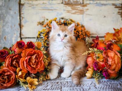 Olaf - Maine Coon - Gallery Photo #1