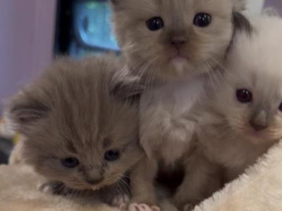 The Fall Colors Litter - Ragdoll - Gallery Photo #1