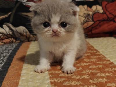 Jordan - Scottish Fold - Gallery Photo #1