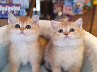 Meet LEO - British Shorthair - Gallery Photo #1