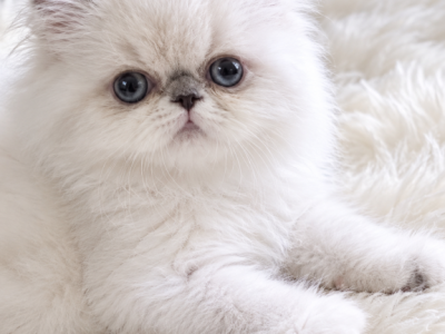 Snowy - Himalayan - Gallery Photo #1