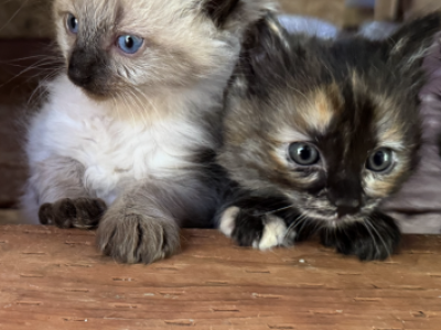 4 Kittens - Domestic - Gallery Photo #1