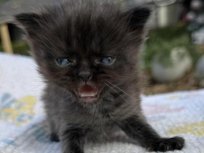 Pixie - Minuet - Gallery Photo #1
