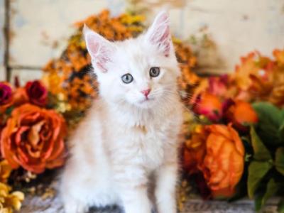 Icy - Maine Coon - Gallery Photo #1