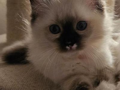 Magnolia - Ragdoll - Gallery Photo #1